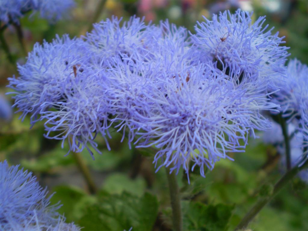 ageratum houstonianum